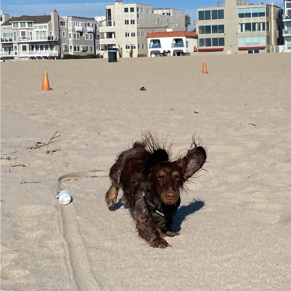 Doggy bounce